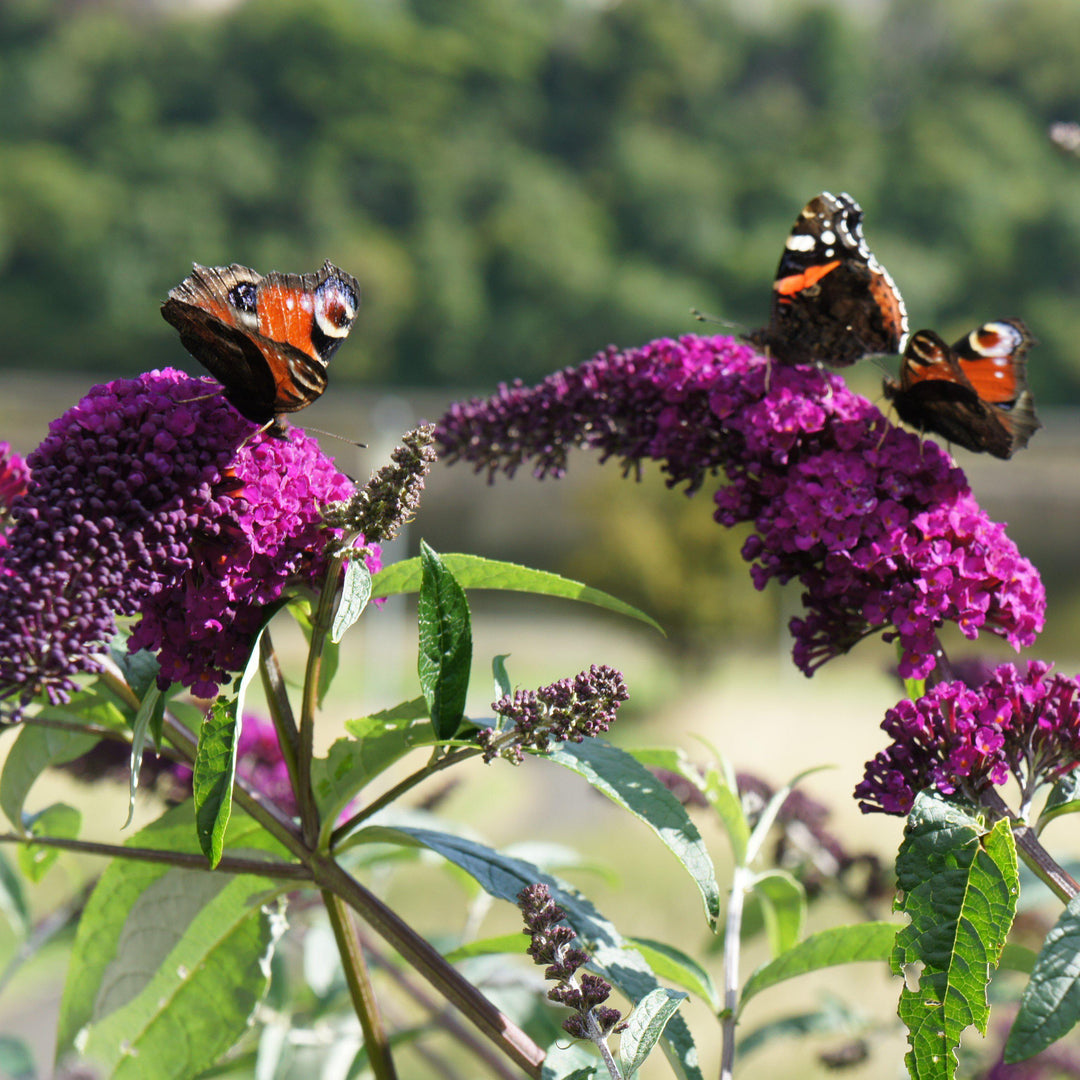 Buddleia ‘Tobud0703’ ~ Buzz™ Velvet Butterfly Bush