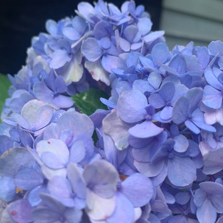 Hydrangea macrophylla 'Nikko Blue' ~ Nikko Blue Hydrangea