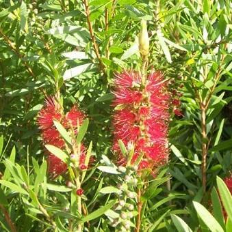 Callistemon 'Red Cluster' ~ Red Cluster Bottlebrush