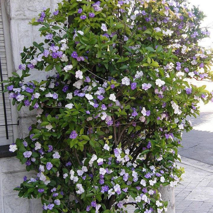 Brunfelsia grandiflora ~ Yesterday, Today and Tomorrow Plant