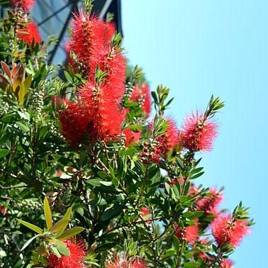 Callistemon 'Red Cluster' ~ Red Cluster Bottlebrush