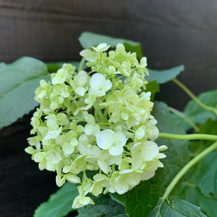 Hydrangea arborescens 'Annabelle' ~ Mophead Hydrangea, Annabelle Hydrangea