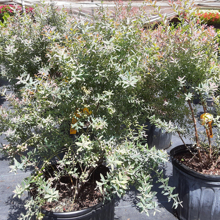 Vaccinium darrowii 'Rosa's Blush' ~ Rosa's Blush Evergreen Blueberry
