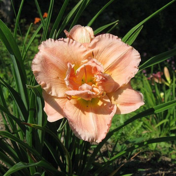 Hemerocallis 'Siloam Double Classic' ~ Siloam Double Classic Daylily