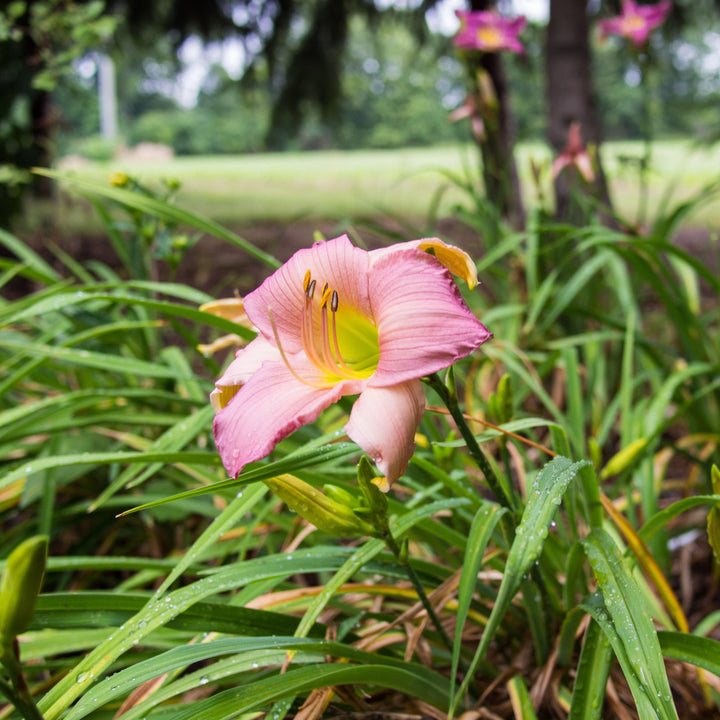 Hemerocallis 'Fairy Tale Pink' ~ Fairy Tale Pink Daylily
