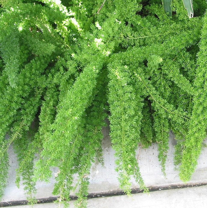 Asparagus densiflorus 'Myersii' ~ Foxtail Asparagus Fern