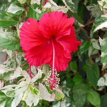 Hibiscus rosa-sinensis 'Snow Queen' ~ Snow Queen Hibiscus