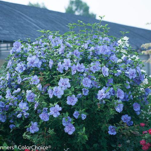 Hibiscus syriacus 'Notwoodthree' ~ Blue Chiffon® Hibiscus