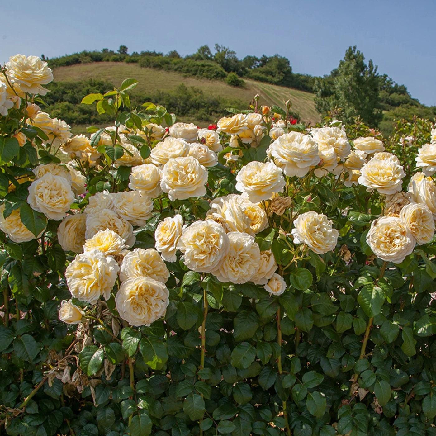 Rosa 'Meikaquinz' ~ Moonlight Romantica® Rose – Hahira Nursery