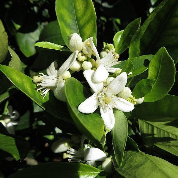 Citrus × sinensis 'Cara Cara' ~ Cara Cara Navel Orange