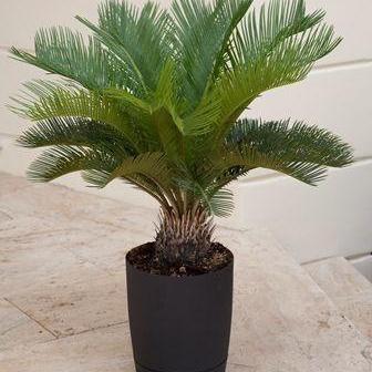 Cycas revoluta ~ Sago Palm