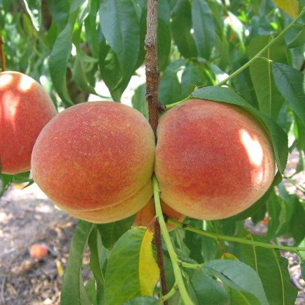 Prunus persica 'FloridaCrest' ~ Floridacrest Peach