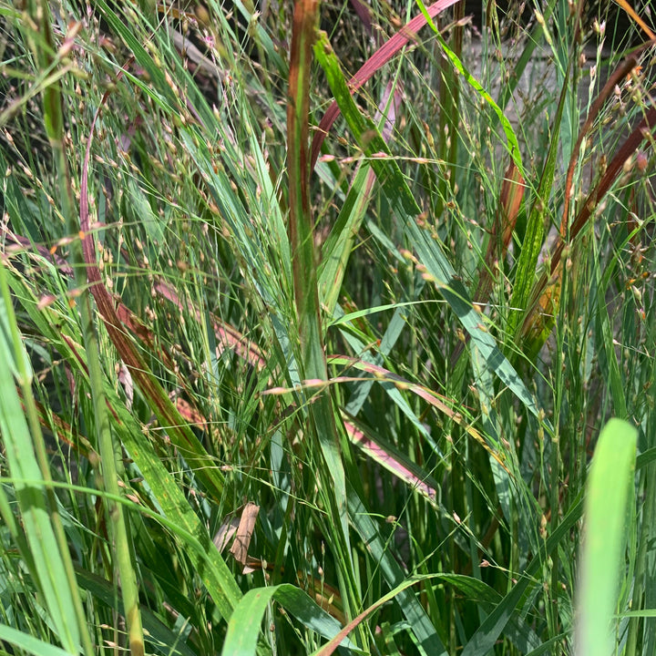 Panicum virgatum 'Shenandoah' ~ Shenandoah Switch Grass