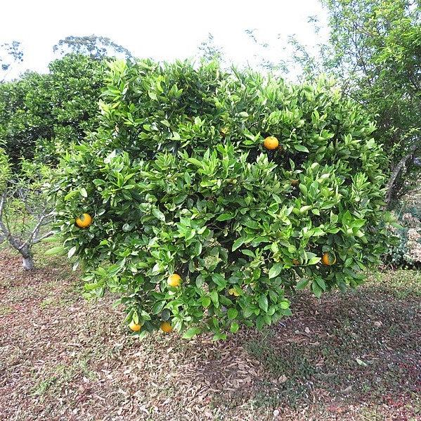 Citrus × sinensis 'Cara Cara' ~ Cara Cara Navel Orange