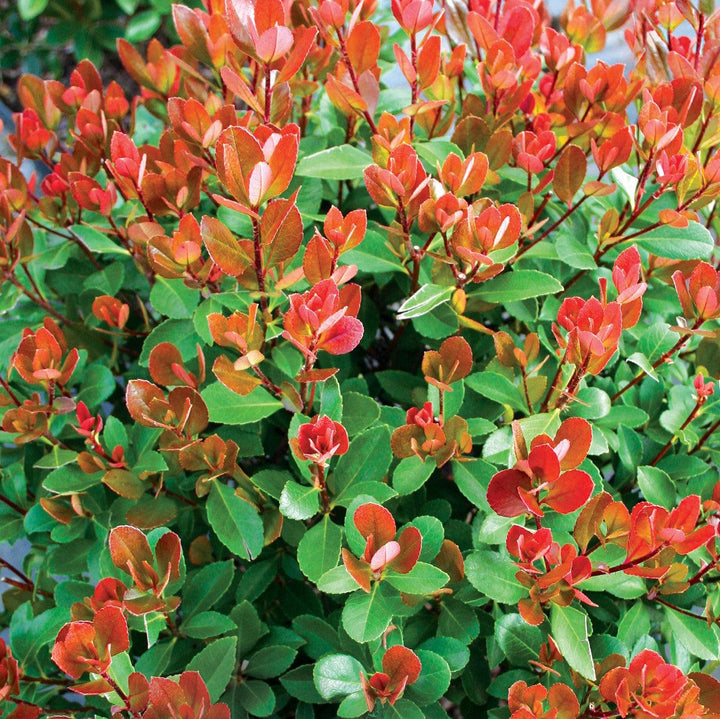 Rhaphiolepis indica 'sPg-3-003' ~ Redbird™ Indian Hawthorne