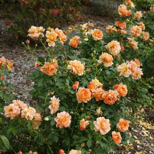 Rosa 'HORCOGJIL' PP 27541 ~ Proven Winners® Color Choice® At Last