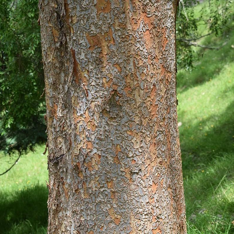Ulmus parvifolia 'UPMTF' ~ Bosque® Laceleaf Elm