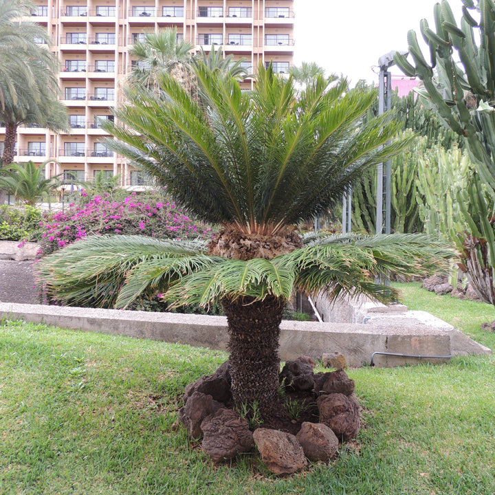 Cycas revoluta ~ Sago Palm