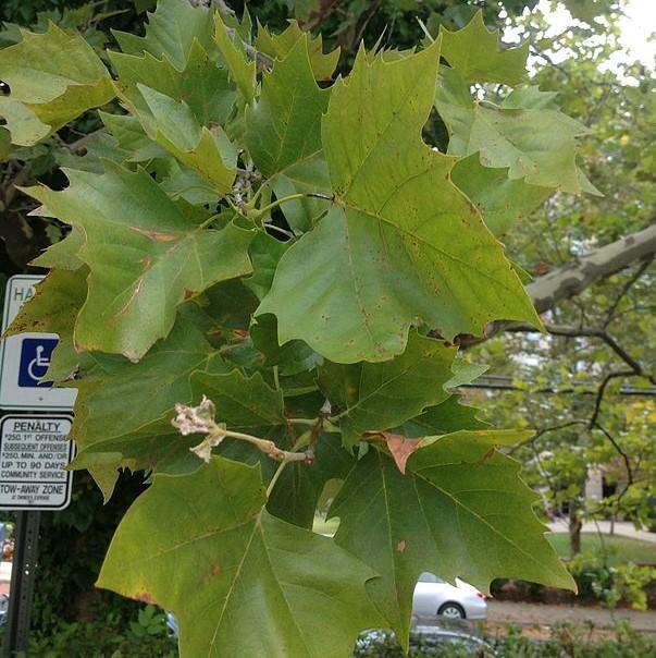 Platanus occidentalis ~ American Sycamore