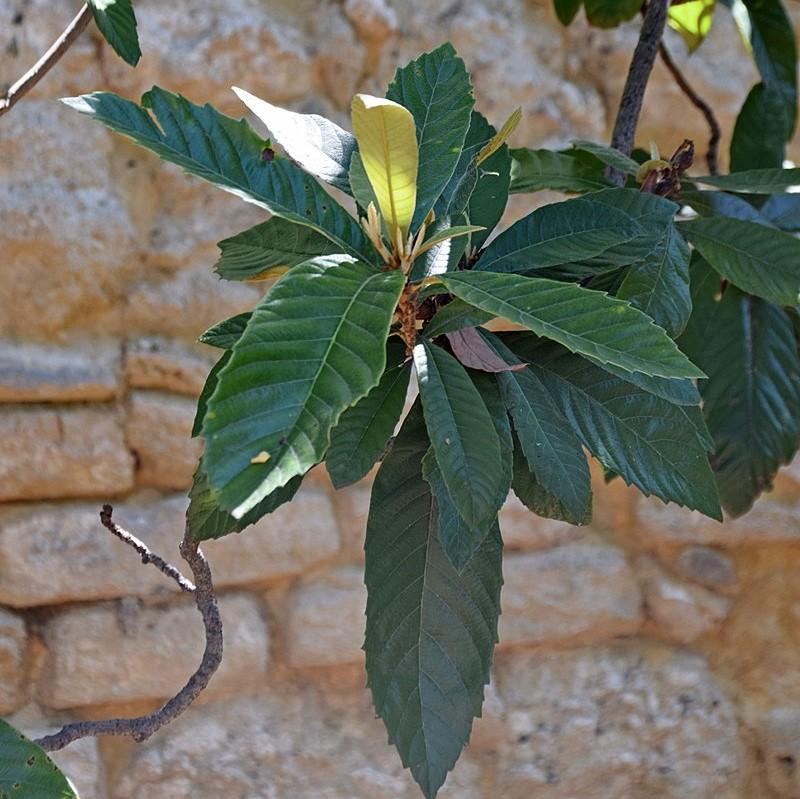 Eriobotrya japonica ~ Loquat