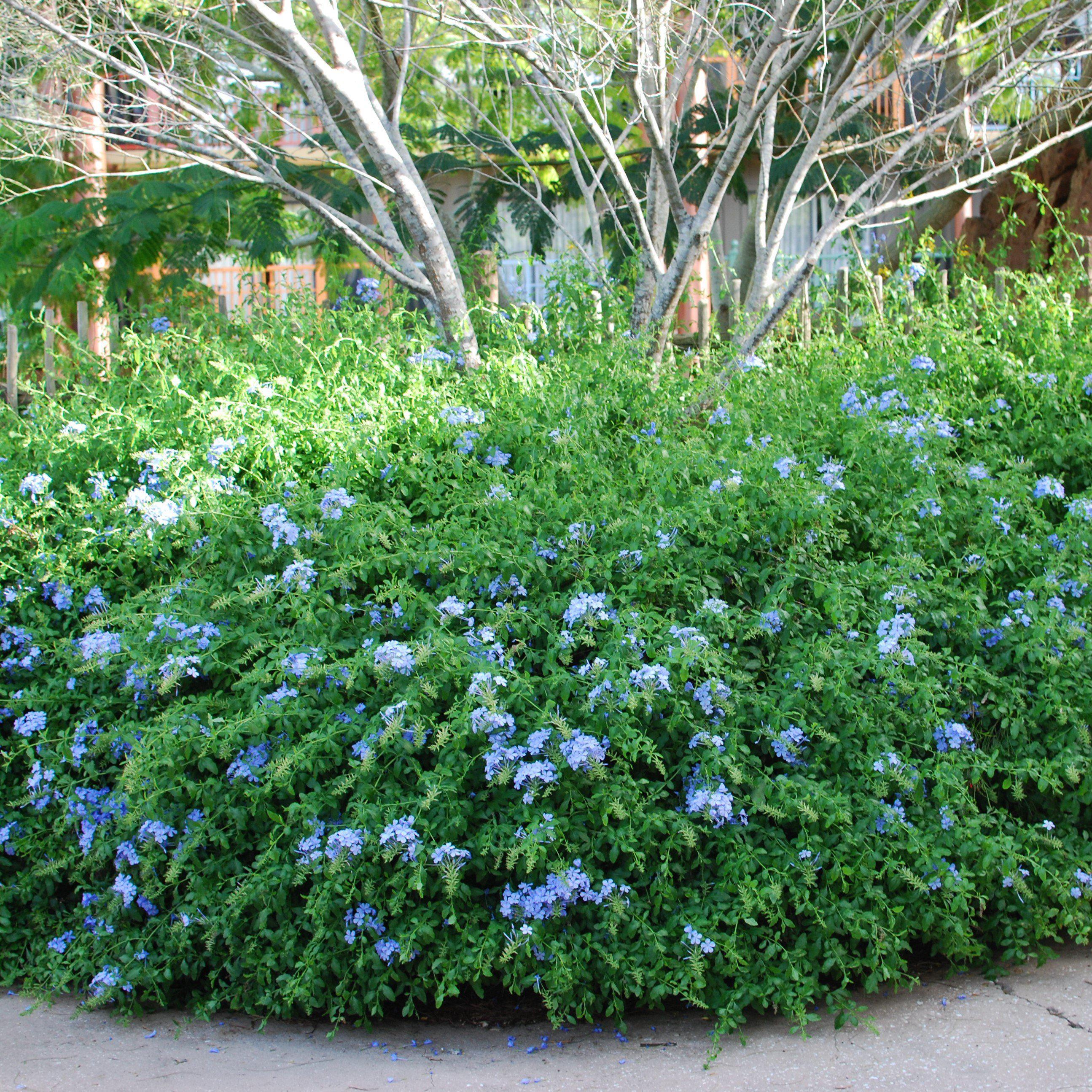Showy Flowers – Tagged 