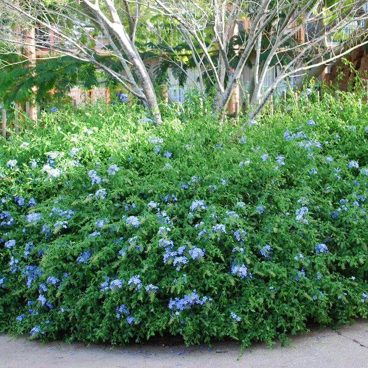 Plumbago auriculata 'Imperial Blue' ~ Imperial Blue Cape Leadwort