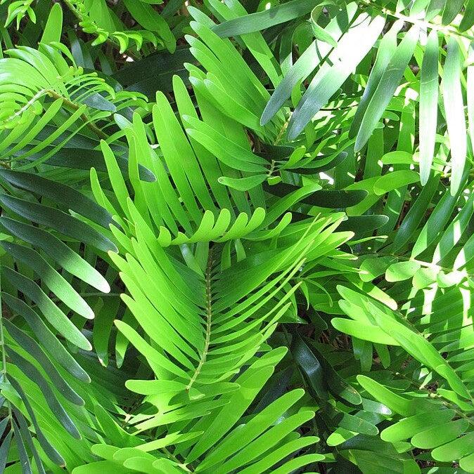 Zamia integrifolia ~ Coontie Palm