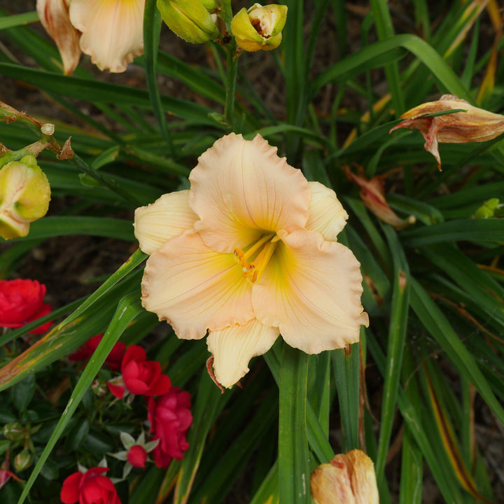Hemerocallis 'Fairy Tale Pink' ~ Fairy Tale Pink Daylily