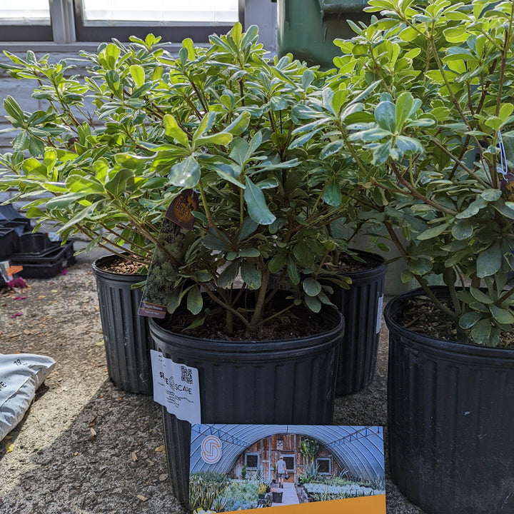 Pittosporum tobira 'Variegatum' ~ Variegated Pittosporum, Japanese Mock Orange