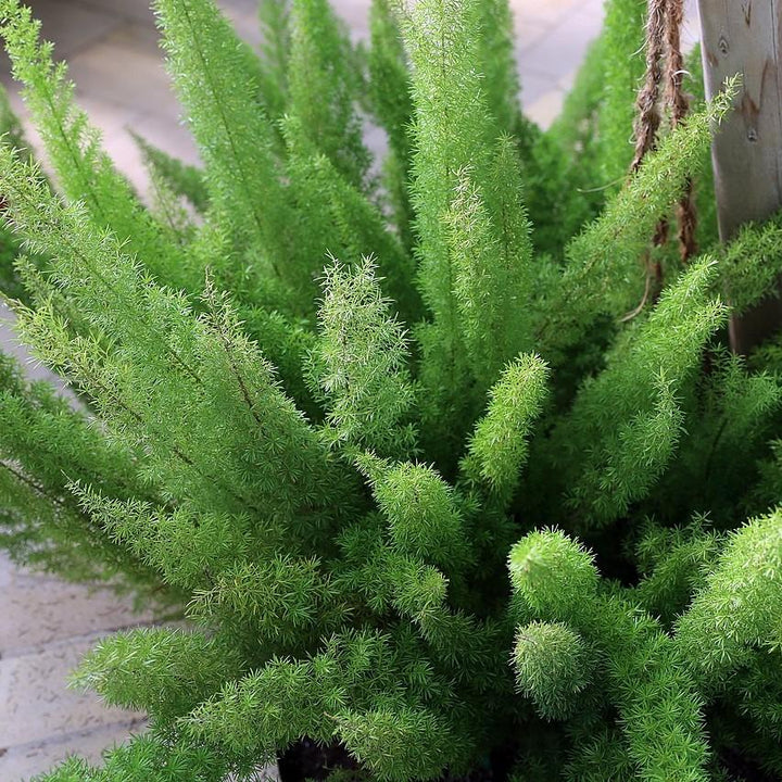 Asparagus densiflorus 'Myersii' ~ Foxtail Asparagus Fern