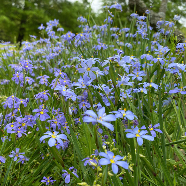 Sisyrinchium angustifolium 'Blue Note' ~ Blue Note Blue-Eyed Grass