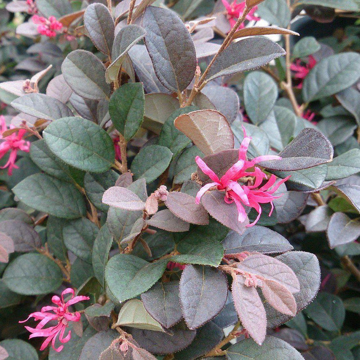 Loropetalum chinensevar. rubrum 'Cerise Charm' ~ Cerise Charm Fringe Flower