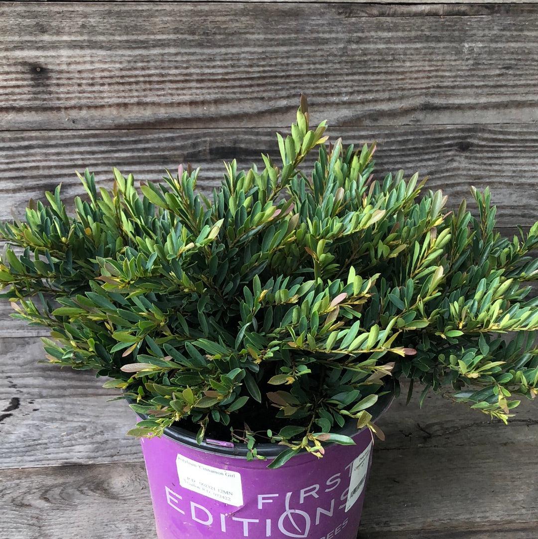cinnamon girl plant Distylium 'PIIDIST-V' PP27,631 ~ First Editions® Cinnamon Girl® Distylium