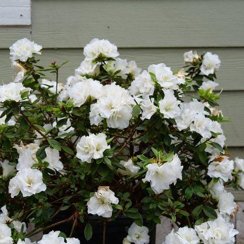 Rhododendron x 'NCRX5' ~ Perfecto Mundo® Double White Azalea