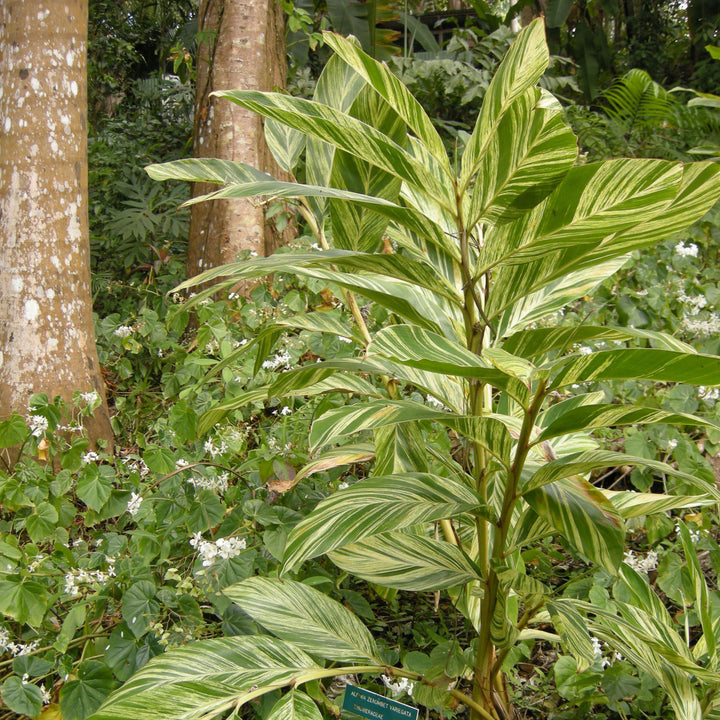 Alpinia zerumbet 'Variegata' ~ Variegated Ginger