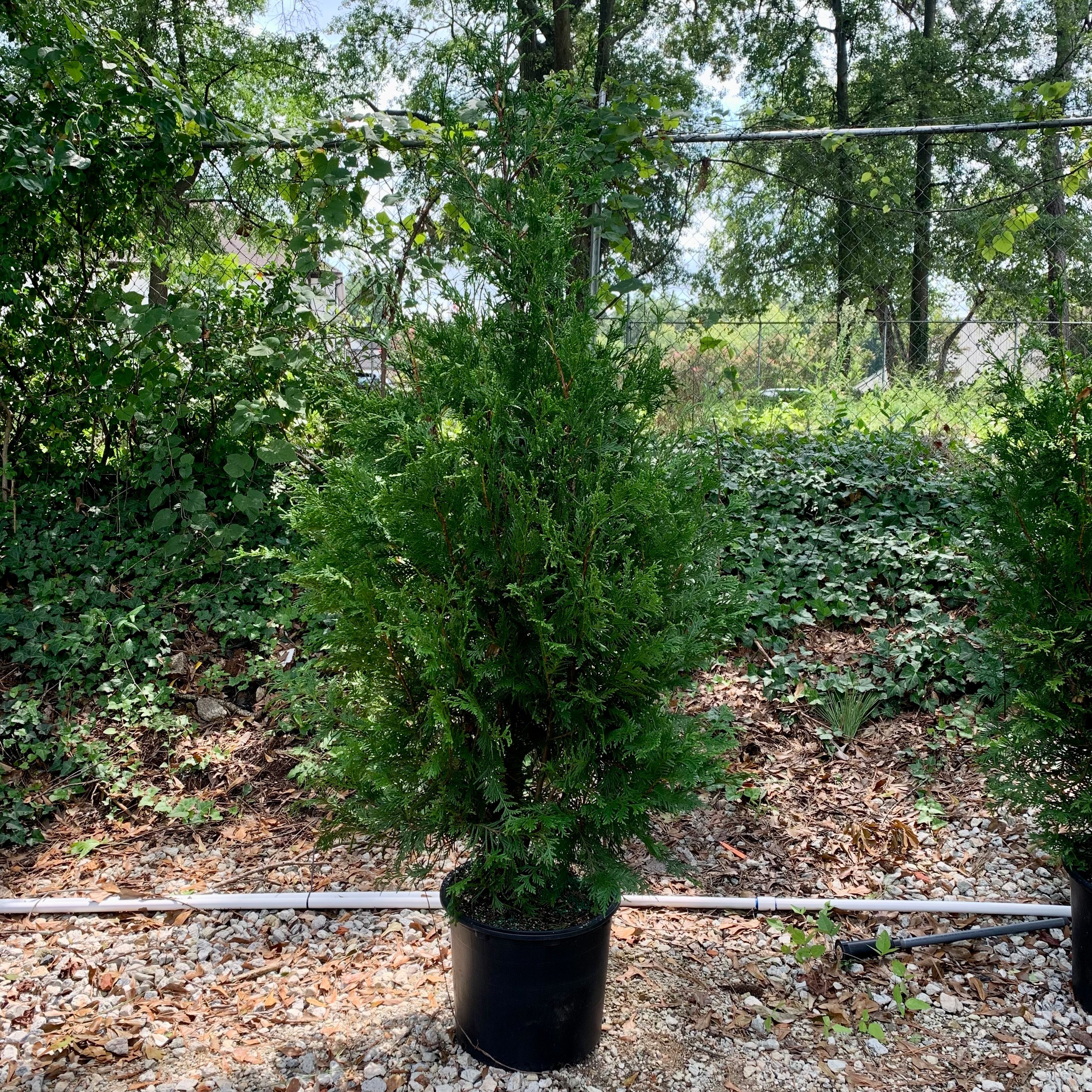 Thuja standishii x plicata 'Green Giant' ~ Green Giant Arborvitae