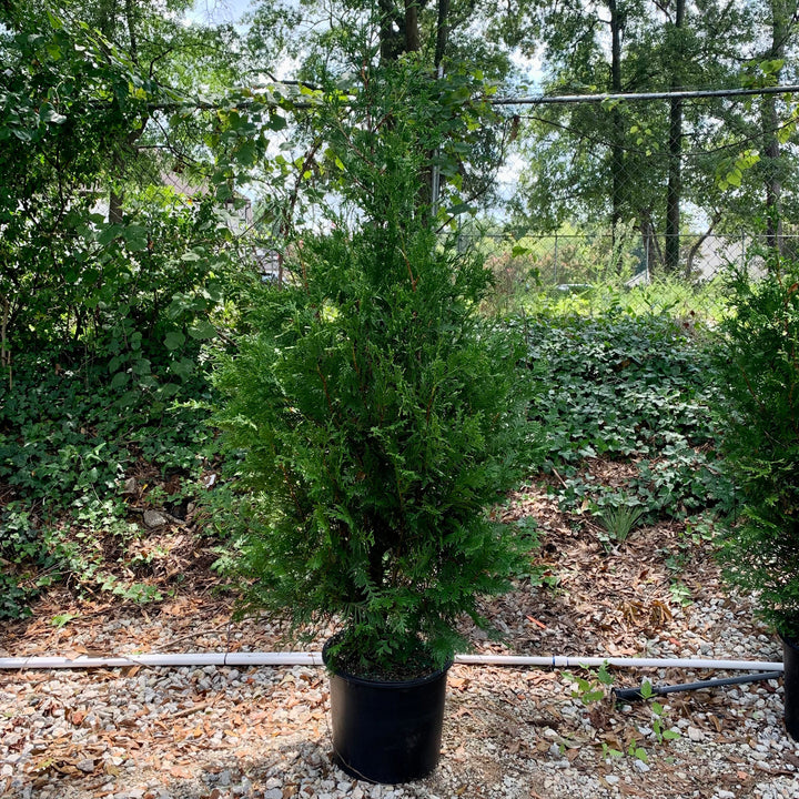 Thuja standishii x plicata 'Green Giant' ~ Green Giant Arborvitae