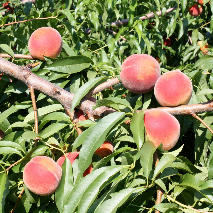 Prunus persica 'Florida King' ~ Florida King Peach