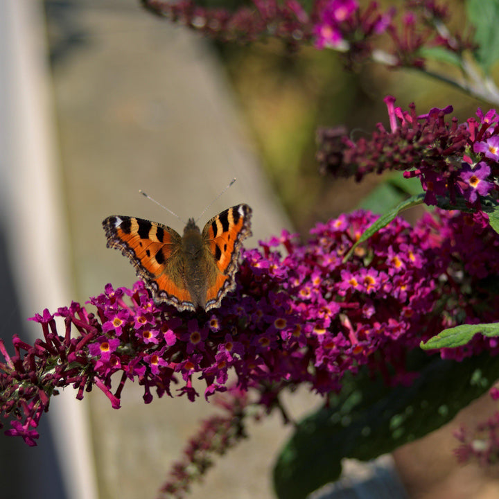 Buddleia ‘Tobud0703’ ~ Buzz™ Velvet Butterfly Bush