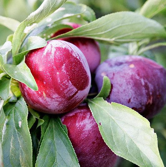 Prunus salicina 'Ozark Premier' ~ Ozark Premier Plum
