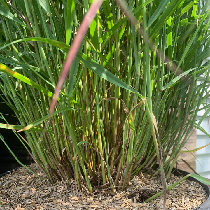 Panicum virgatum 'Shenandoah' ~ Shenandoah Switch Grass