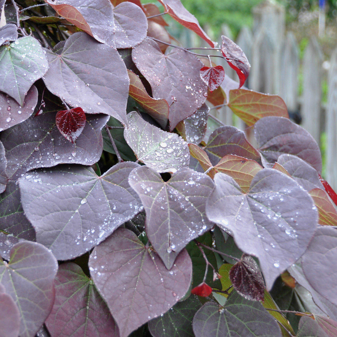 Cercis canadensis 'Ruby Falls' ~ Ruby Falls Weeping Redbud