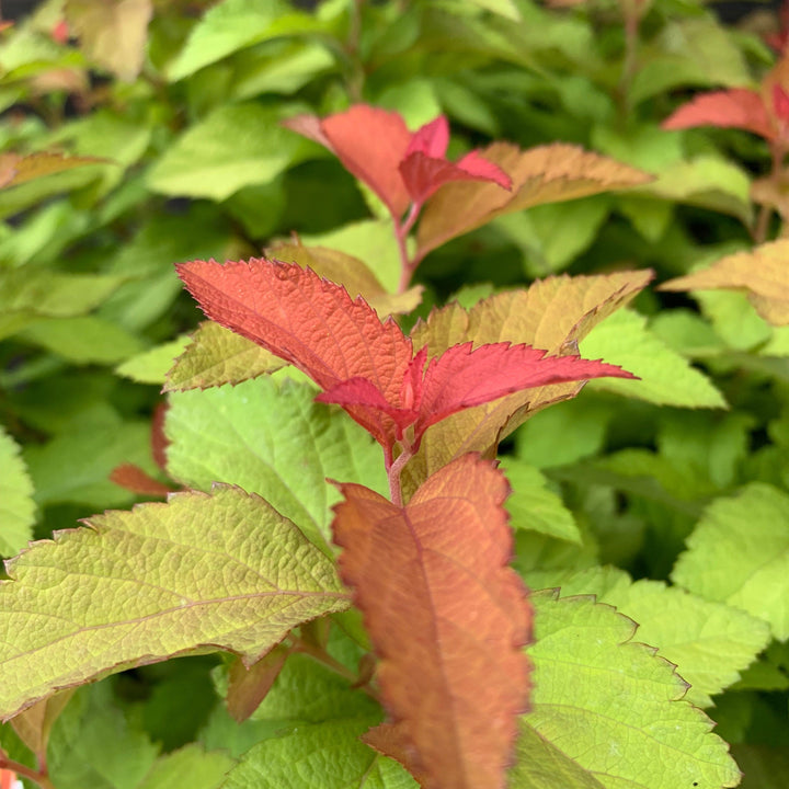 Spiraea japonica 'NCSX1' ~ Double Play® Candy Corn® Spirea
