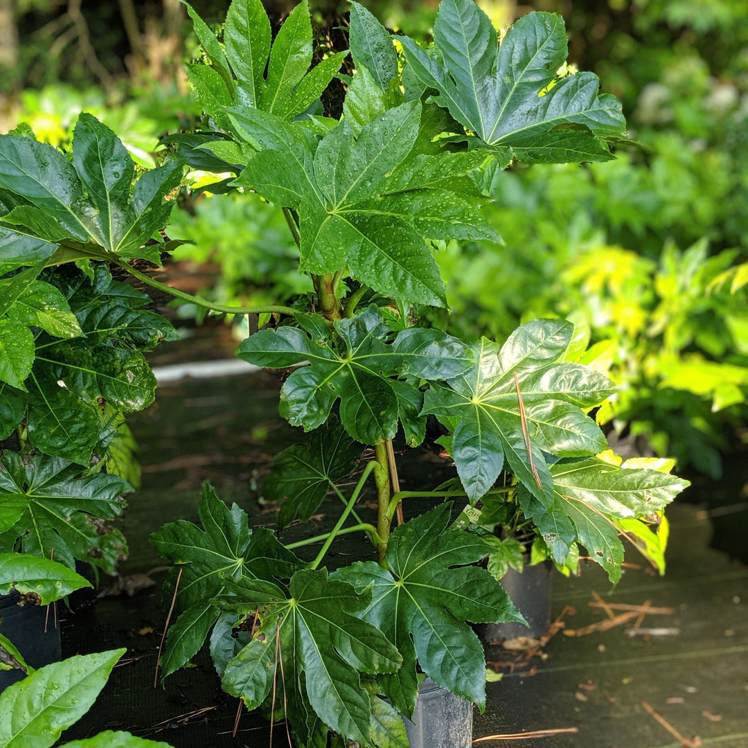Fatsia Japonica ~ Japanese Aralia, Japanese Fatsia