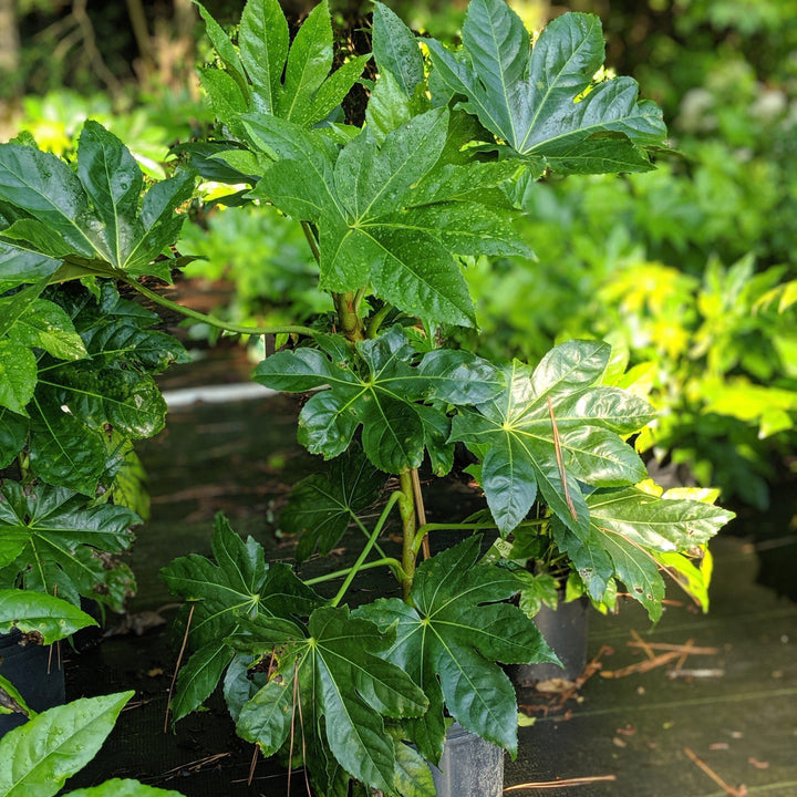 Fatsia Japonica ~ Japanese Aralia, Japanese Fatsia