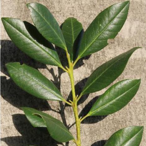 Ilex × attenuata 'East Palatka' ~ East Palatka Holly