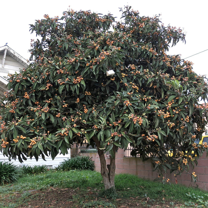 Eriobotrya japonica ~ Loquat