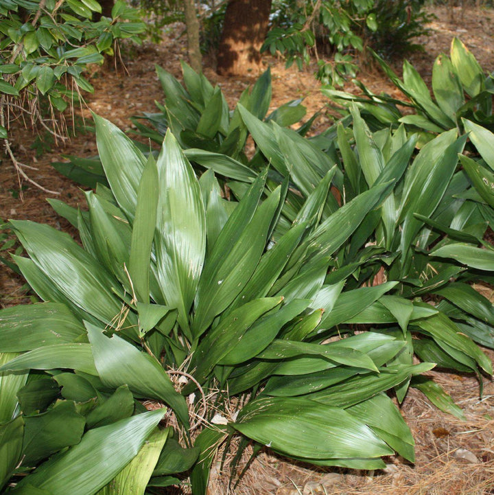 Aspidistra elatior ~ Cast Iron Plant
