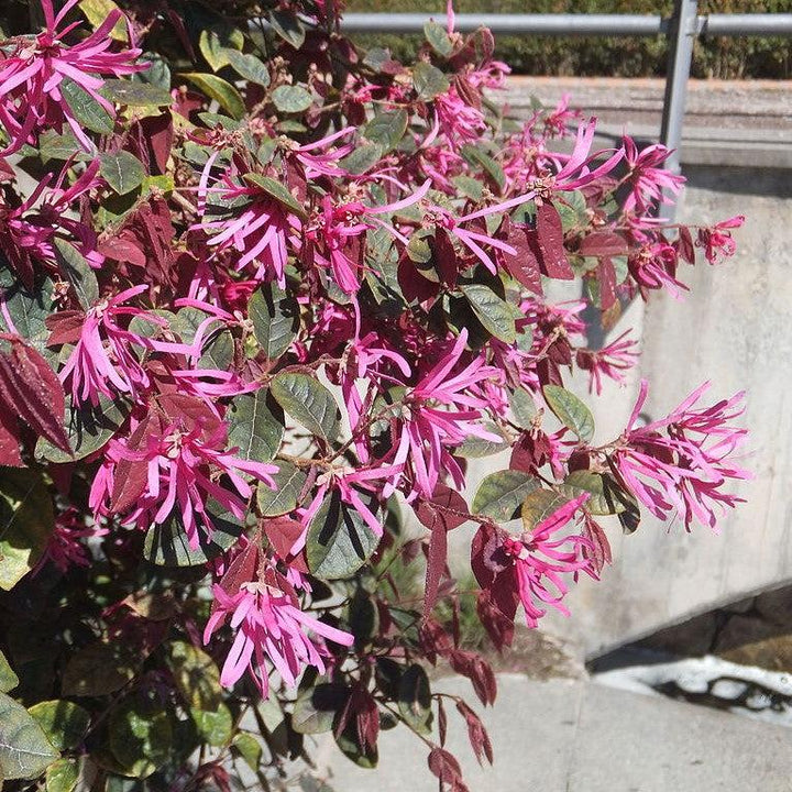 Loropetalum chinense var. rubrum 'Burgundy' ~ Burgundy Chinese Fringe Flower