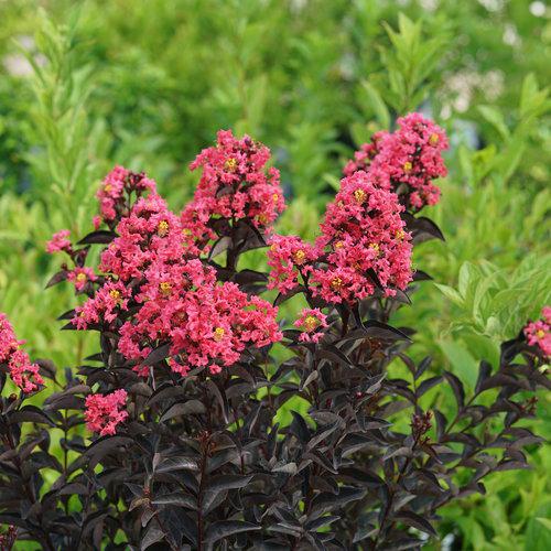 Lagerstroemia indica 'SMNLIJ' ~ Center Stage® Coral Crapemyrtle